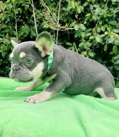 Lilac tri Princess, a female French Bulldog for sale in Brooksville, FL – Photo 1 of 10