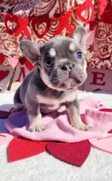 Lilac tri Princess, a female French Bulldog for sale in Brooksville, FL – Photo 1 of 8