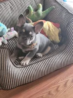 Lilac tri Princess, a female French Bulldog for sale in Brooksville, FL – Photo 8 of 10