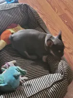 Lilac tri Princess, a female French Bulldog for sale in Brooksville, FL – Photo 9 of 10