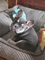 Lilac tri Princess, a female French Bulldog for sale in Brooksville, FL – Photo 10 of 10