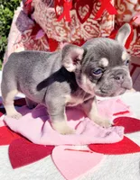 Lilac tri Princess, a female French Bulldog for sale in Brooksville, FL – Photo 8 of 8