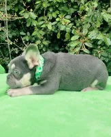 Lilac tri Princess, a female French Bulldog for sale in Brooksville, FL – Photo 3 of 10