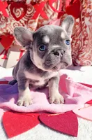 Lilac tri Princess, a female French Bulldog for sale in Brooksville, FL – Photo 3 of 8