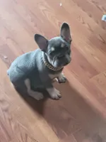 Lilac tri Princess, a female French Bulldog for sale in Brooksville, FL – Photo 7 of 10