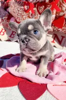 Lilac tri Princess, a female French Bulldog for sale in Brooksville, FL – Photo 5 of 8