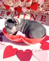 Lilac tri Princess, a female French Bulldog for sale in Brooksville, FL – Photo 6 of 8