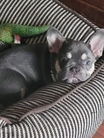 Lilac tri Princess, a female French Bulldog for sale in Brooksville, FL – Photo 6 of 10