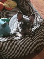 Lilac tri Princess, a female French Bulldog for sale in Brooksville, FL – Photo 4 of 10