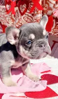 Lilac tri Princess, a female French Bulldog for sale in Brooksville, FL – Photo 2 of 8