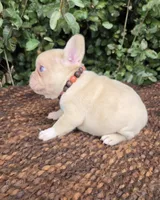 Jack Coco fawn Merle , a male French Bulldog for sale in Brooksville, FL – 10 of 10