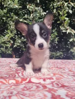 Black tri female #1 (runt) , a female Cardigan Welsh Corgi and Pembroke Welsh Corgi for sale in Brooksville, FL – 4 of 7