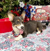 Billy Blue Tri #1, a male Pembroke Welsh Corgi for sale in Brooksville, FL – 8 of 8