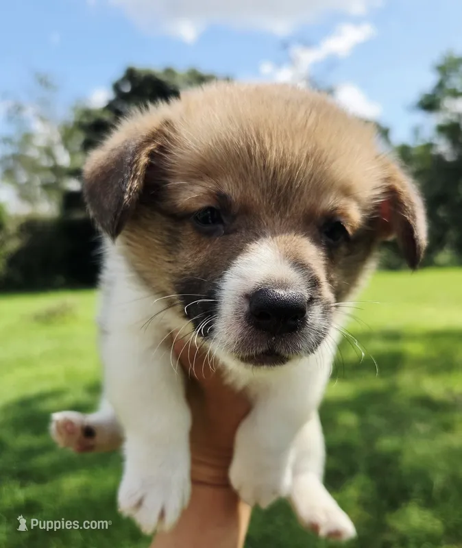 Sunny Red Sable male – Pembroke Welsh Corgi puppy for sale in Brooksville, FL