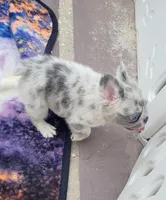 Polar bear Lilac Merle Fluffy , a male French Bulldog for sale in Brooksville, FL – 5 of 10
