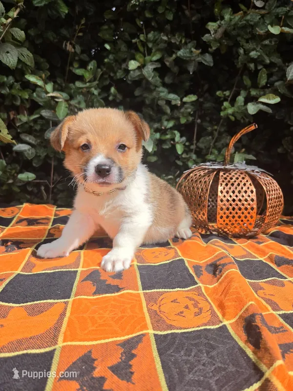 Sunny Red Sable male – Pembroke Welsh Corgi puppy for sale in Brooksville, FL