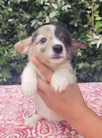 Merle tri female , a female Cardigan Welsh Corgi and Pembroke Welsh Corgi for sale in Brooksville, FL – 6 of 7