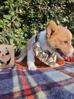 Shine Red Sable female , a female Pembroke Welsh Corgi for sale in Brooksville, FL – 6 of 10