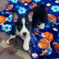 Black tri female #1 (runt) , a female Cardigan Welsh Corgi and Pembroke Welsh Corgi for sale in Brooksville, FL – 9 of 9