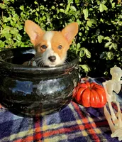 Summer Red female , a female Pembroke Welsh Corgi for sale in Brooksville, FL – 7 of 10