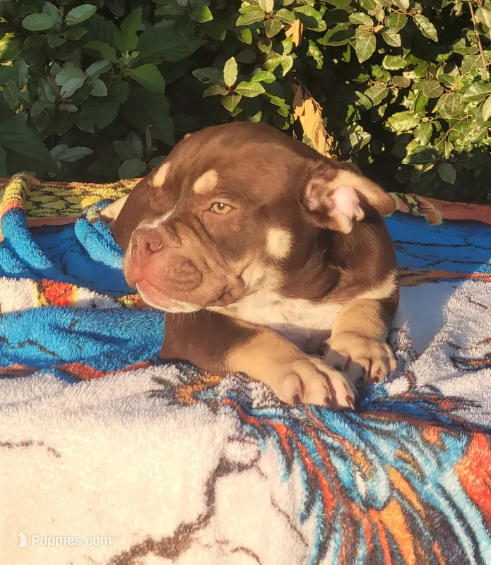 Carmen Chocolate tri  – American Bully puppy for sale in Brooksville, FL