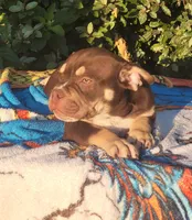 Carmen Chocolate tri , a male American Bully for sale in Brooksville, FL – 1 of 10
