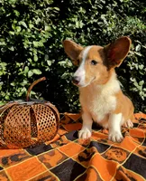 Merlin Red Merle male , a male Cardigan Welsh Corgi and Pembroke Welsh Corgi for sale in Brooksville, FL – 3 of 9
