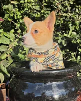 Shine Red Sable female , a female Pembroke Welsh Corgi for sale in Brooksville, FL – 3 of 10