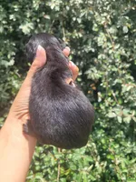 Timber Black tan Longhaired , a male Chiweenie for sale in Brooksville, FL – 8 of 8