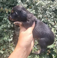 Timber Black tan Longhaired , a male Chiweenie for sale in Brooksville, FL – 6 of 8