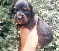 Timber Black tan Longhaired , a male Chiweenie for sale in Brooksville, FL – 7 of 8