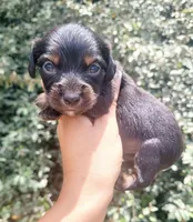 Timber Black tan Longhaired , a male Chiweenie for sale in Brooksville, FL – 4 of 8