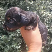 Timber Black tan Longhaired , a male Chiweenie for sale in Brooksville, FL – 3 of 8