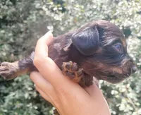 Timber Black tan Longhaired , a male Chiweenie for sale in Brooksville, FL – 5 of 8