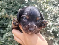 Timber Black tan Longhaired , a male Chiweenie for sale in Brooksville, FL – 2 of 8