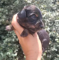 Timber Black tan Longhaired , a male Chiweenie for sale in Brooksville, FL – 1 of 8