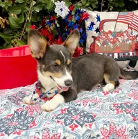 Billy Blue Tri #1, a male Pembroke Welsh Corgi for sale in Brooksville, FL – 6 of 8