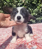 Black tri female #2 , a female Cardigan Welsh Corgi and Pembroke Welsh Corgi for sale in Brooksville, FL – 9 of 9