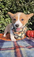 Shine Red Sable female , a female Pembroke Welsh Corgi for sale in Brooksville, FL – 7 of 10