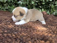 Shine Red Sable female , a female Pembroke Welsh Corgi for sale in Brooksville, FL – 5 of 7