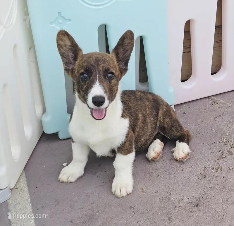 Brindle Male  – Cardigan Welsh Corgi, Pembroke Welsh Corgi puppy for sale in Brooksville, FL