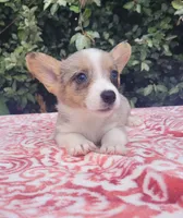 Merle tri male , a male Cardigan Welsh Corgi and Pembroke Welsh Corgi for sale in Brooksville, FL – 5 of 10