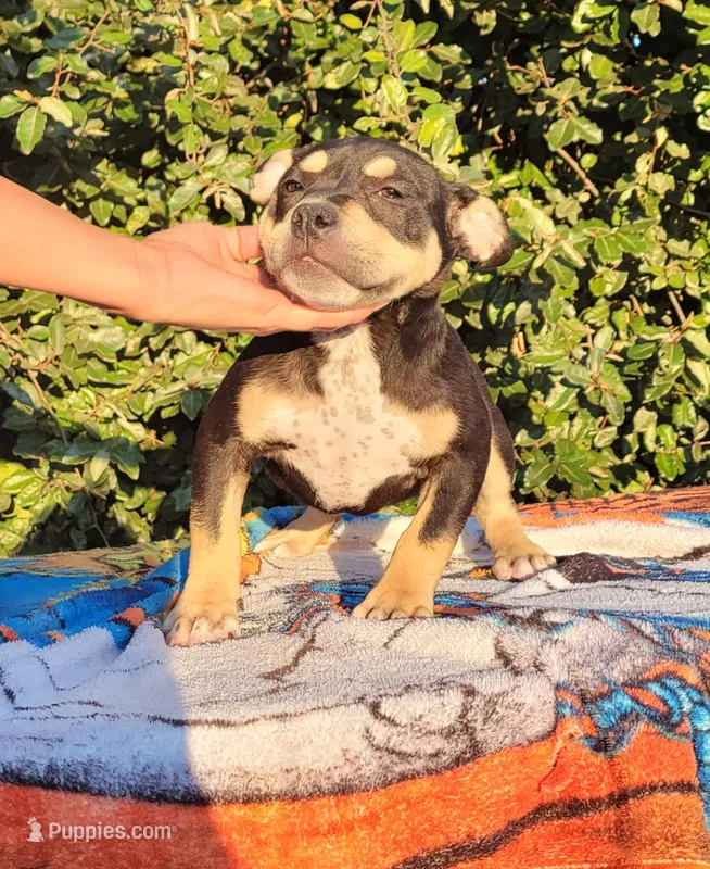 Raven Black tri  – American Bully puppy for sale in Brooksville, FL