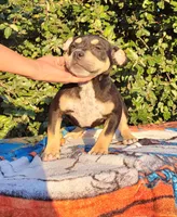 Raven Black tri , a female American Bully for sale in Brooksville, FL – 1 of 8
