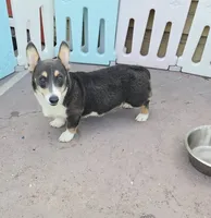 Bobby Blue tri , a male Pembroke Welsh Corgi for sale in Brooksville, FL – 2 of 4