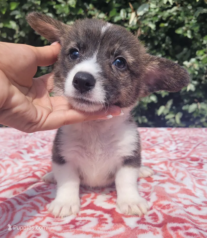 Brindle Male  – Cardigan Welsh Corgi, Pembroke Welsh Corgi puppy for sale in Brooksville, FL