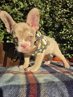 Diane Coco Isabella Merle girl , a female French Bulldog for sale in Brooksville, FL – 6 of 10