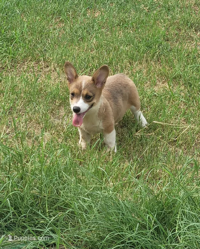 Maple blue sable  – Pembroke Welsh Corgi puppy for sale in Brooksville, FL