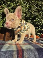 Diane Coco Isabella Merle girl , a female French Bulldog for sale in Brooksville, FL – 4 of 10