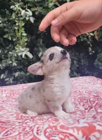 Merle male (Blue eye) , a male Cardigan Welsh Corgi and Pembroke Welsh Corgi for sale in Brooksville, FL – 6 of 7